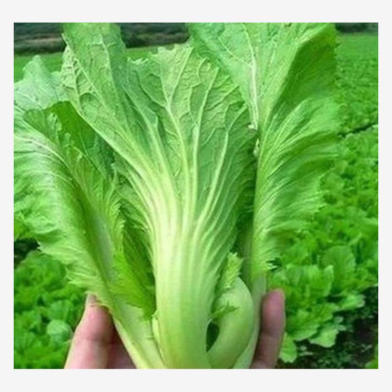 大肉包心芥菜种子种籽潮