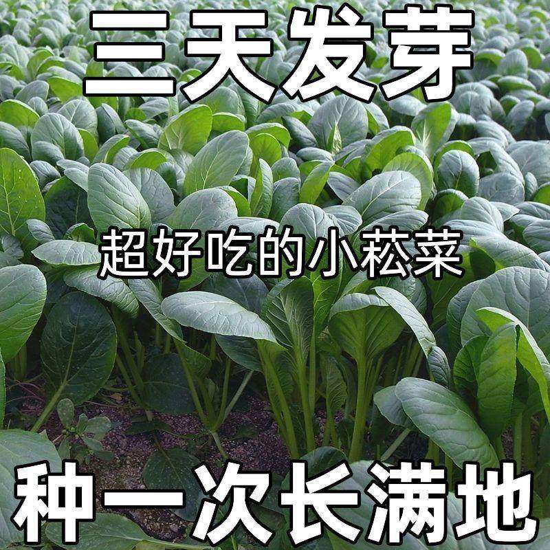 超耐热小松菜种子小菘菜甜脆速生高产青梗菜阳台蔬菜种子大全,农用物资,蔬菜种子/种苗,淘宝优惠券,粉丝福利购,淘宝优惠卷