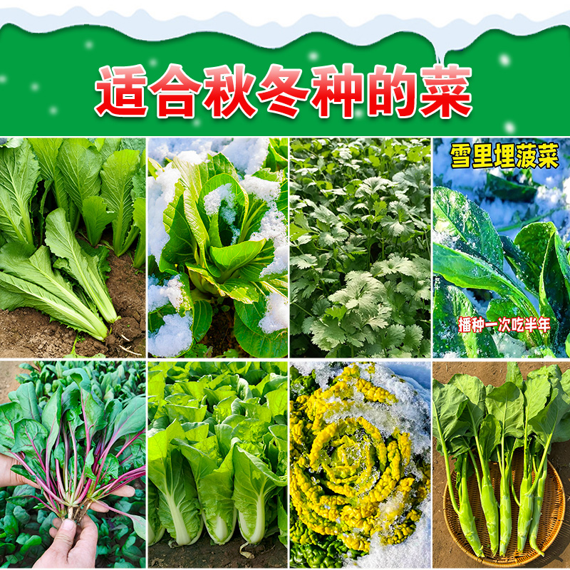 秋冬季蔬菜种子大全菠菜