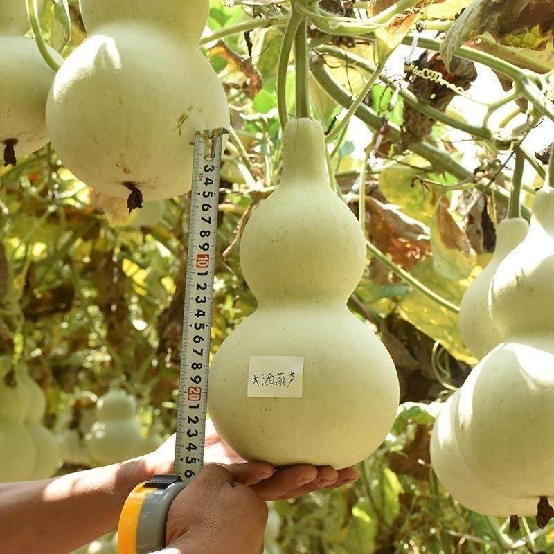 大酒仙葫芦种子开瓢菜圆