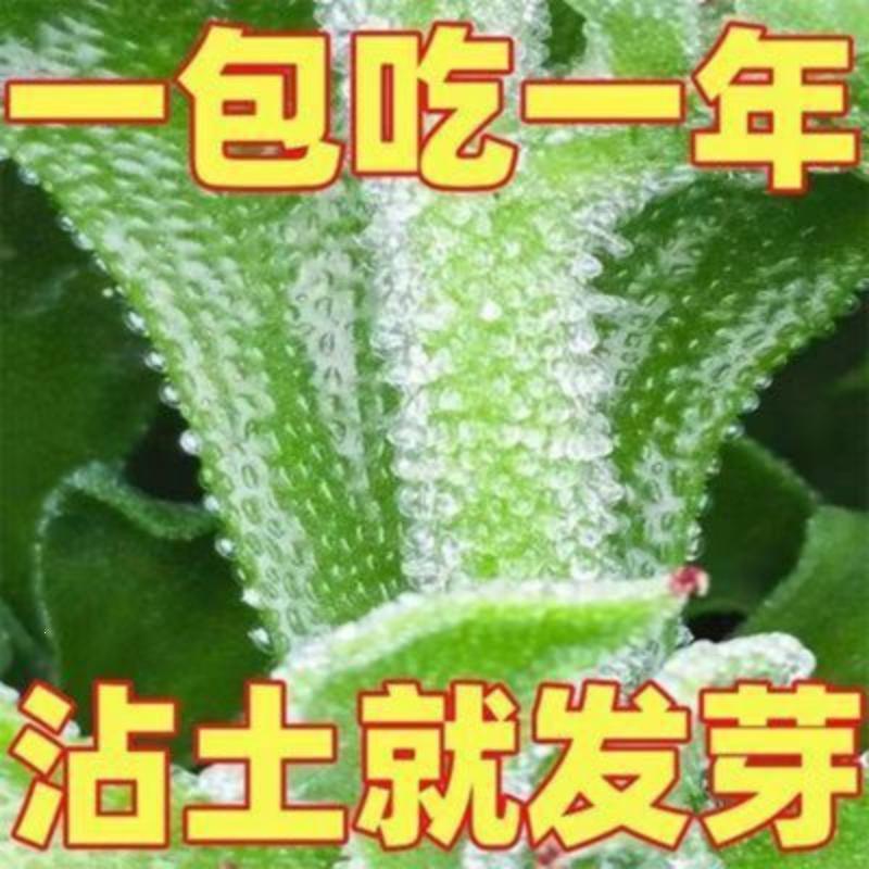 【首单直降】四季水晶冰