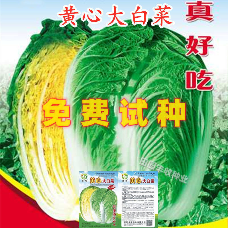 黄心白菜种子黄芯秋播大白菜种籽冬储白菜耐寒口感好秋冬季蔬菜种