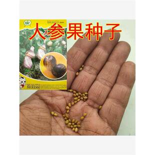 南方北方人参树水果四季果树苗人生果人身果种子种籽阳台盆栽地栽