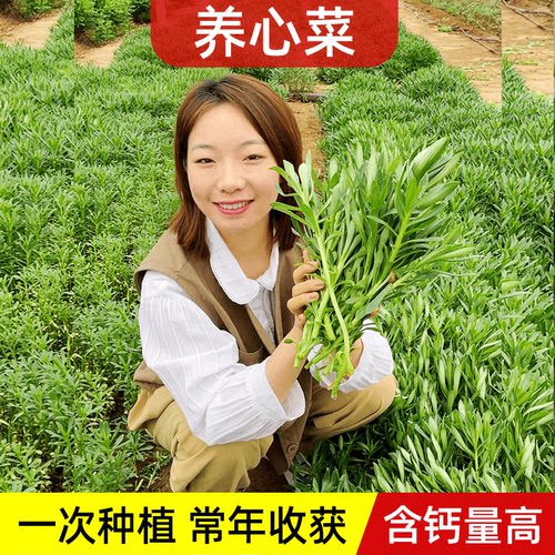 养心菜苗种子高钙植物四