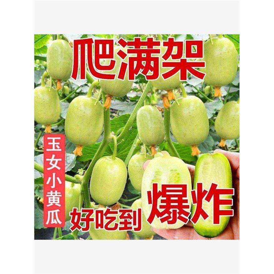 迷你小黄瓜种子金童玉女水果黄瓜种籽春夏季四季阳台盆栽蔬菜种孑,农用物资,蔬菜种子/种苗,淘宝优惠券,粉丝福利购,淘宝优惠卷