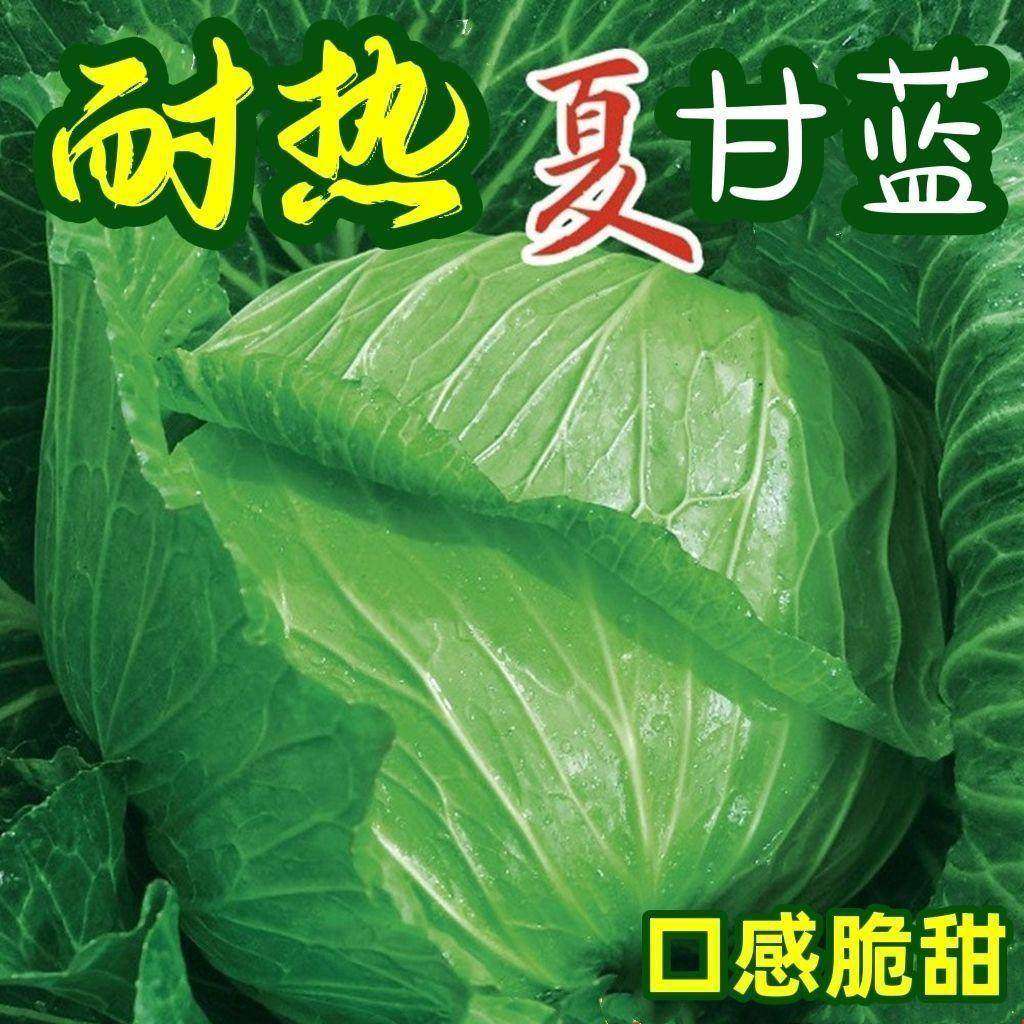 耐热甘蓝种子耐热包菜卷心菜籽莲花白种籽抗虫抗病抗热蔬菜种子孑,农用物资,蔬菜种子/种苗,淘宝优惠券,粉丝福利购,淘宝优惠卷