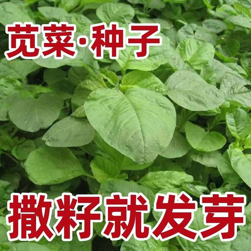 红苋菜种子野菜长寿菜圆