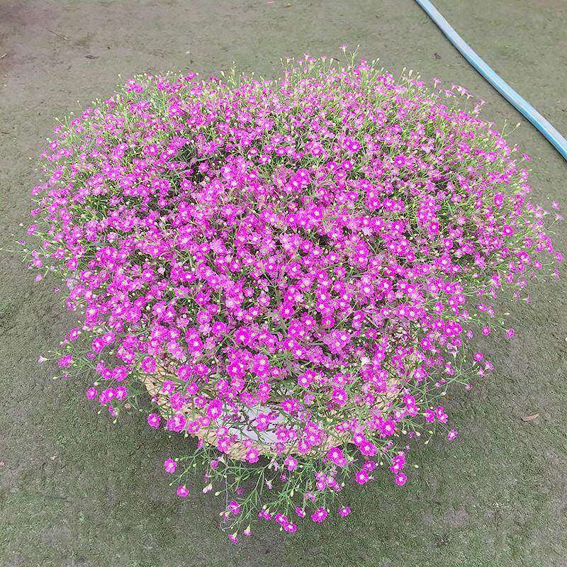 满天星种孑四季播种好养活易活开花盆栽花卉室内室外花种子籽花籽,农用物资,蔬菜种子/种苗,淘宝优惠券,粉丝福利购,淘宝优惠卷