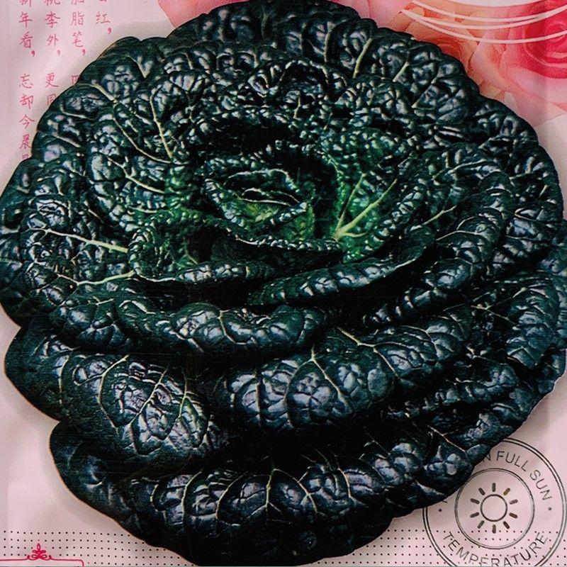 黑心乌菜种子四季耐寒青菜乌塌菜种子籽秋冬黑菜蔬菜种子籽孑