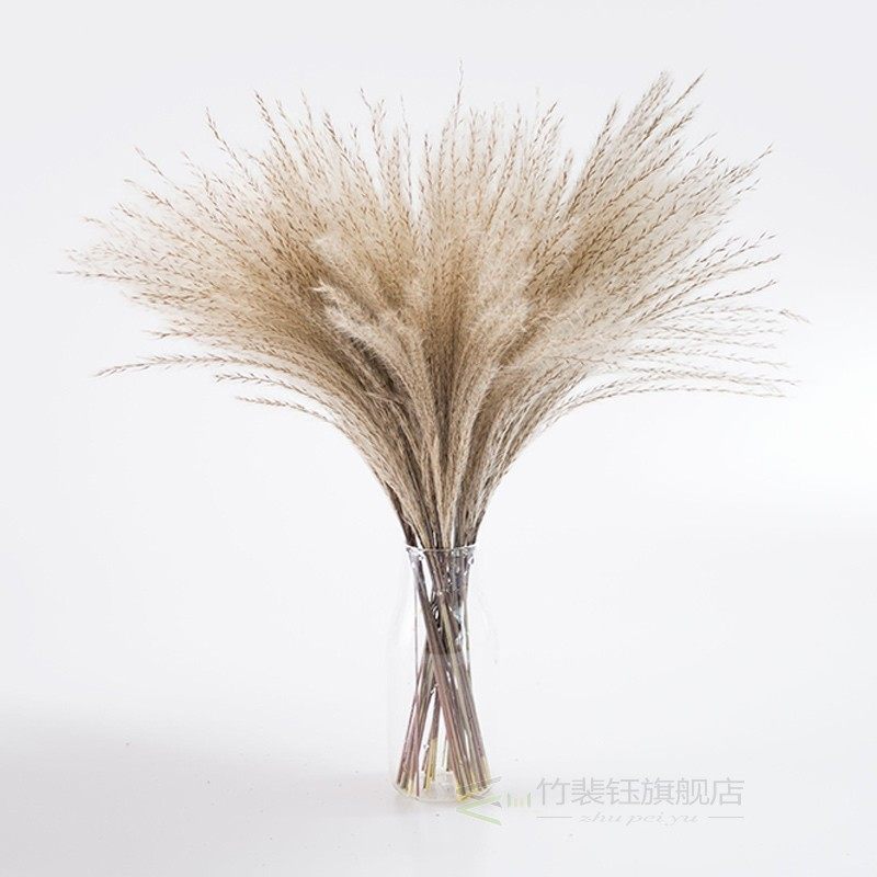 10 Pcs Pampas Grass Real Dried Plants Decor Wedding Flower