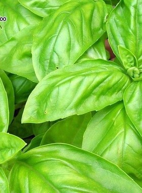 Sweet basil Seeds Bonsai Flower for Indoor Rooms Seed 40 Par