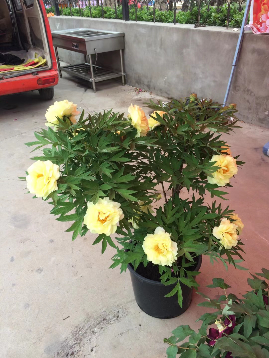 荷兰进口芍药品种伊藤芭次拉品种盆栽