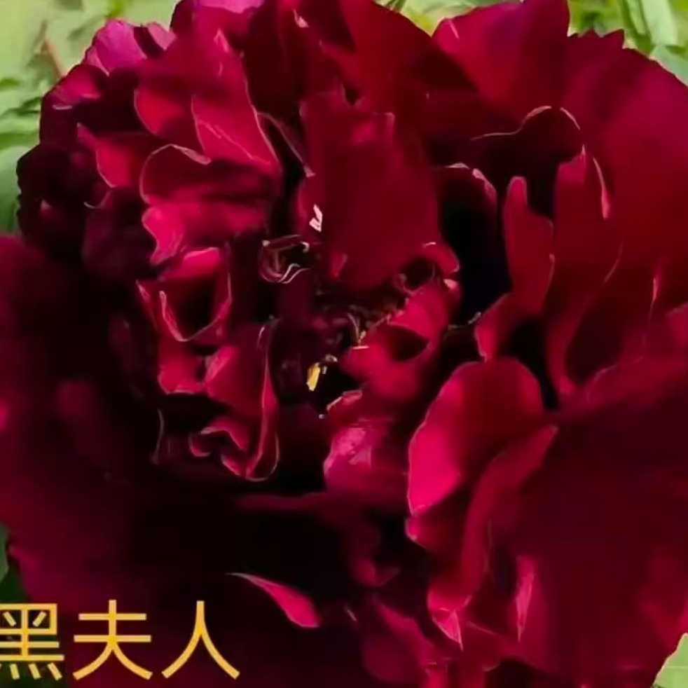 黑夫人洛阳观赏牡丹