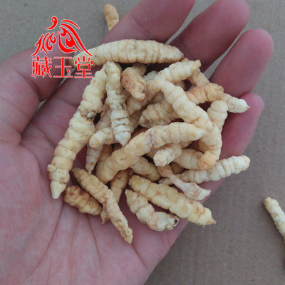 广西特产地蚕500克 土虫草土冬虫草 白冬虫草白虫草 肺痨草土石蚕