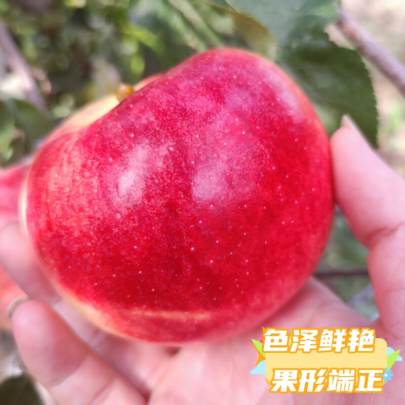 2026年河北深州正宗美八王林苹果新鲜采摘包邮到家儿童孕妇喜吃