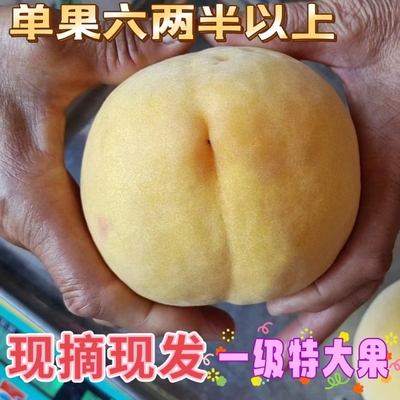 黄桃5斤河北深州现摘现发