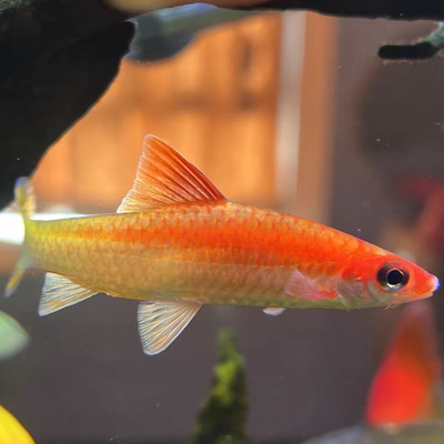 4-7cm黄金一眉道人鱼黄化白化变异种精品红眉道人热带观赏鱼活体
