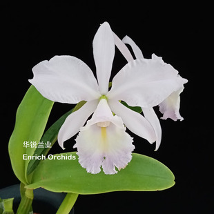 C.Sea 华锐兰业 海洋微风 淡蓝紫色大花矮株卡特兰 Breeze 银奖