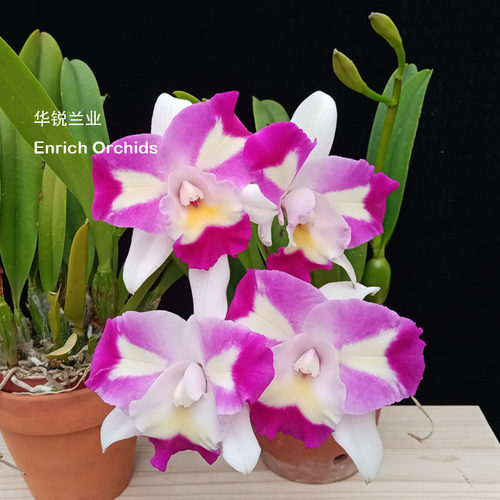 华锐兰业矮株花型如意