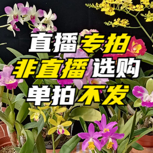 单拍不发 非直播间选购 华锐兰业 直播专拍