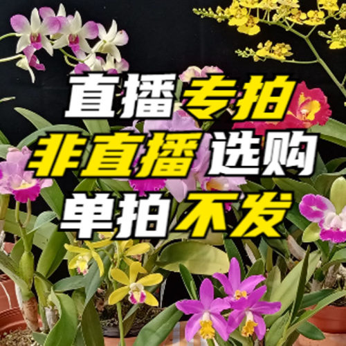 华锐兰业直播专拍备注编号顺丰