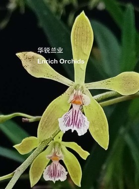 华锐兰业 1年2开 杂交小多花 小树兰 Encyclia Alda X tampensis