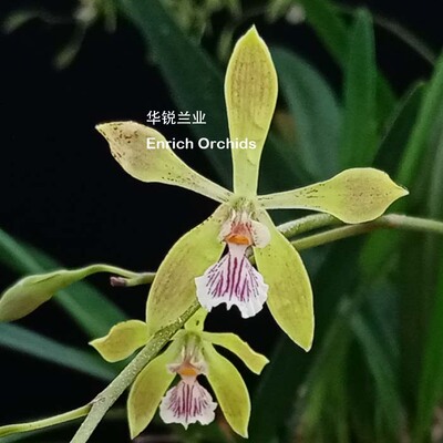 华锐兰业 1年2开 杂交小多花 小树兰 Encyclia Alda X tampensis