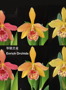 华锐兰业 斑点变色 每芽必开 中花卡特兰 铜皇后宝石唇 Rby.Coppe