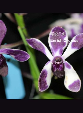 华锐兰业 精选蓝色紫斑风兰 紫罗兰皇后风兰 Van.TSS Taiwan Gand