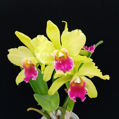 华锐兰业 柠檬香红唇多花卡特 海伦布朗 Rlc.Memoria Helen Brown