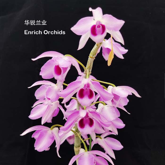 华锐兰业 新品种 园艺品种垂钓石斛 花瓣带轮廓边 新营甜香Den. H