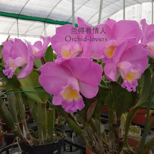 中多花带芬芳卡特兰 and 圣诞玫瑰 Doris Byron Gsl. 华锐兰业