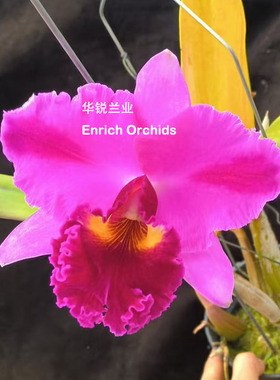 华锐兰业 新品紫红插角大花卡特兰 微笑天使Rlc.Young-Min Dancer