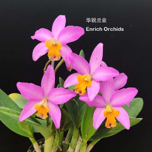 华锐兰业 3月-10月开花 桂皮香 迷你紫红黄喉卡特兰 小宝藏 Lc.T