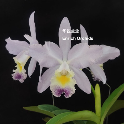 华锐兰业蓝色不定期开花高度推荐