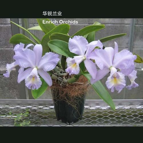 华锐兰业 高度推荐证书 蓝紫色大花矮株卡特兰 蓝丝带 C.Sea Bree