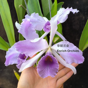 华锐兰业 银奖 百年经典蓝色大花卡特兰 英帝哥 C.C.G.Robling 'B