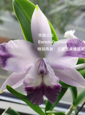 华锐兰业 铜奖 高度推荐证书 清香矮株蓝色插角卡特兰 天使之吻 L
