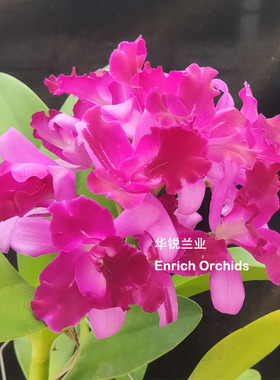 华锐兰业 中多花卡特兰 一串红 Gsl. Tristar Bouquet