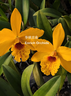 华锐兰业 新品 中大蜡质斑点卡特兰 沙漠之鹰 Rby.Chien Ya Dawn