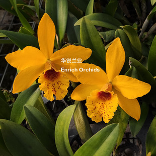 新品 中大蜡质斑点卡特兰 Rby.Chien Dawn 沙漠之鹰 华锐兰业