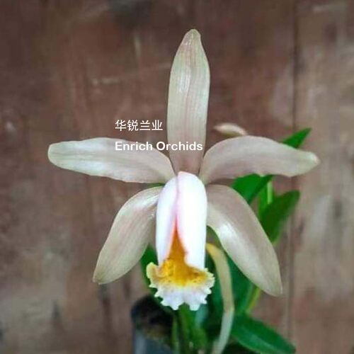 华锐兰业 一梗多花 中小型植株 好种易开 原种卡特兰 佛比西 C.fo