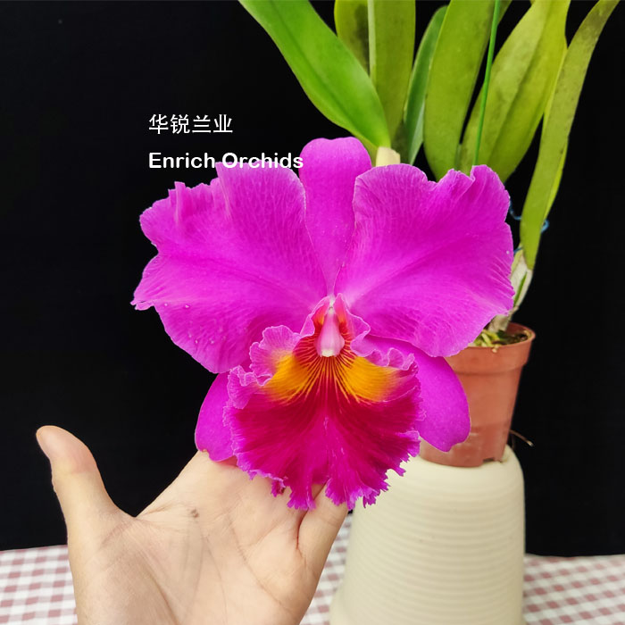 华锐兰业紫红艳丽大花