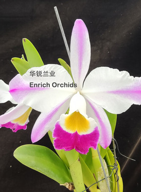 华锐兰业插角 原种大花卡特兰 爱多拉多 仙女 C.eldorado 'Fairy'