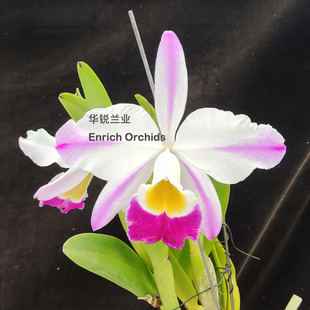 华锐兰业插角 原种大花卡特兰 爱多拉多 仙女 C.eldorado 'Fairy'