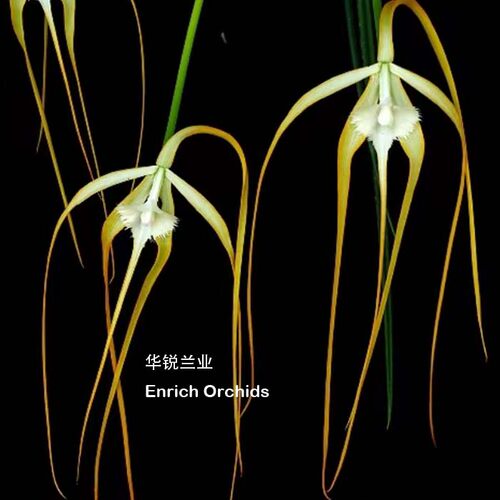 华锐兰业 美丽奇特 原生种 白拉索兰 烟火 B.cucullata