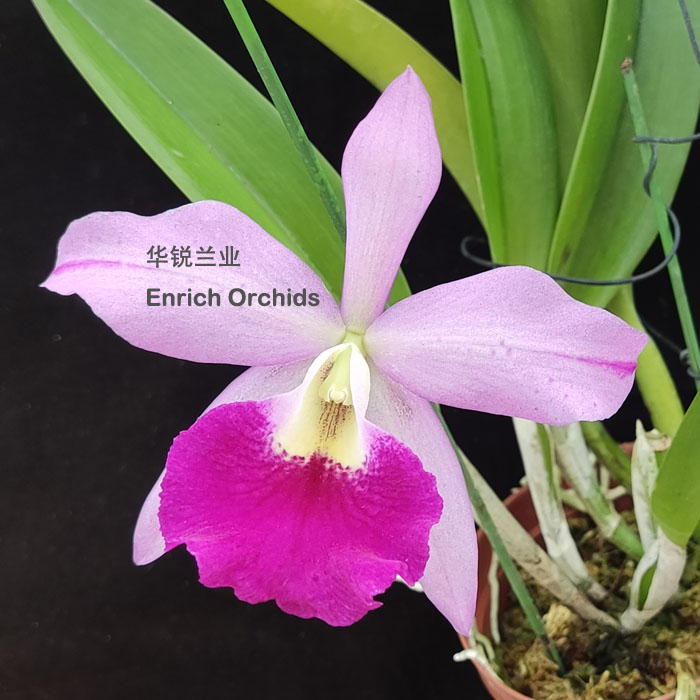 华锐兰业 新品 棒叶卡特兰 花大华丽 奇娜 Bc.Kina Hamaya图片