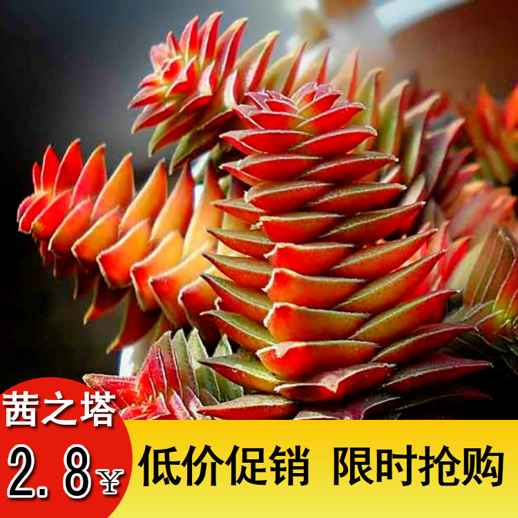 茜之塔 紫塔千层塔 小方塔萌系多肉植物 桌面绿植盆栽 满18包邮