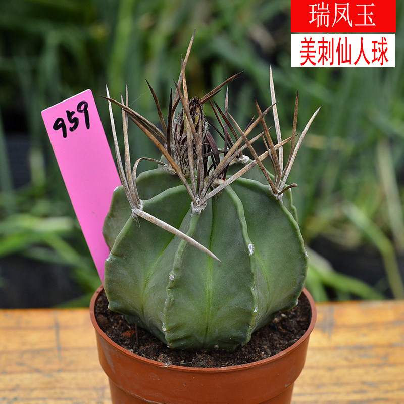 实生瑞凤玉仙人球稀有品种长刺电脑办公桌面防辐射小盆栽好养活绿