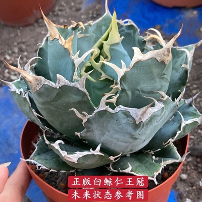 稀有龙舌兰科白鲸仁王冠皇帝甲蟹锦笹之雪五色万代绿植美观有趣味